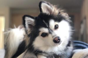 8 Dog Habits That Seem Random—But Are Deeply Meaningful