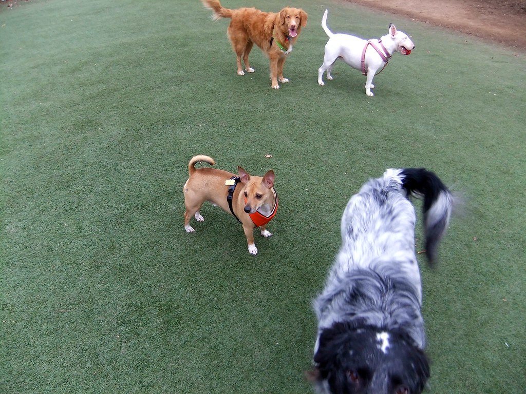 Lack of Socialization With Other Dogs or People (image credits: flickr)