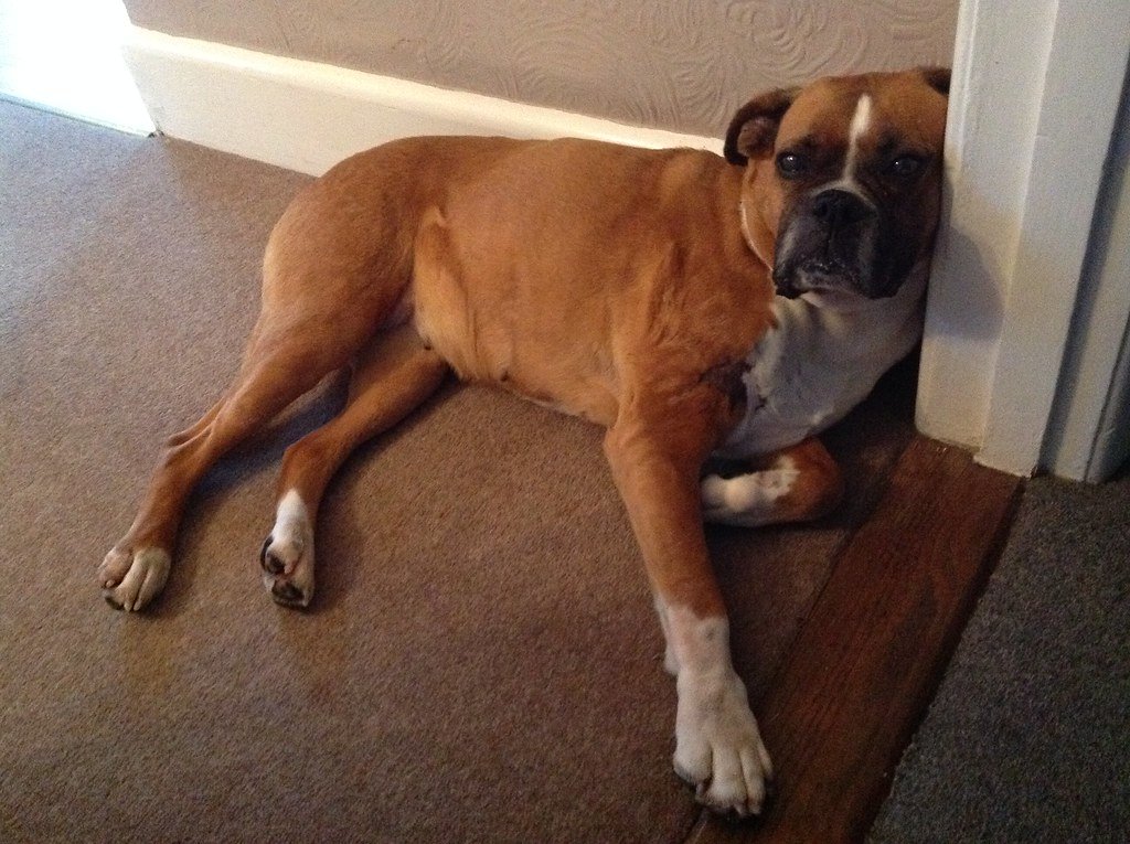 Restlessness or Trouble Getting Comfortable (image credits: flickr)