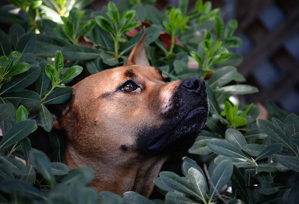 Withdrawal or Hiding (image credits: flickr)