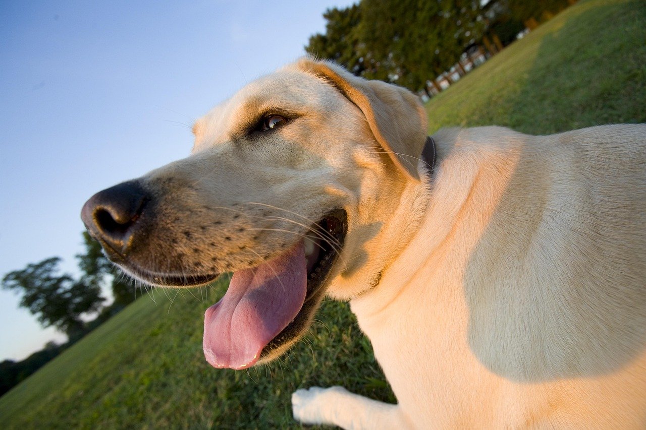 Labrador Retriever: The Ultimate Family Buddy (image credits: pixabay)