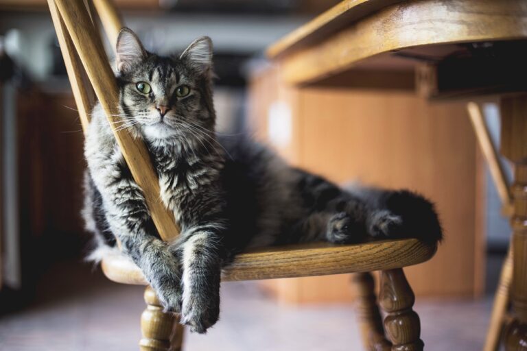 How To Become Your Cat's Favorite Human