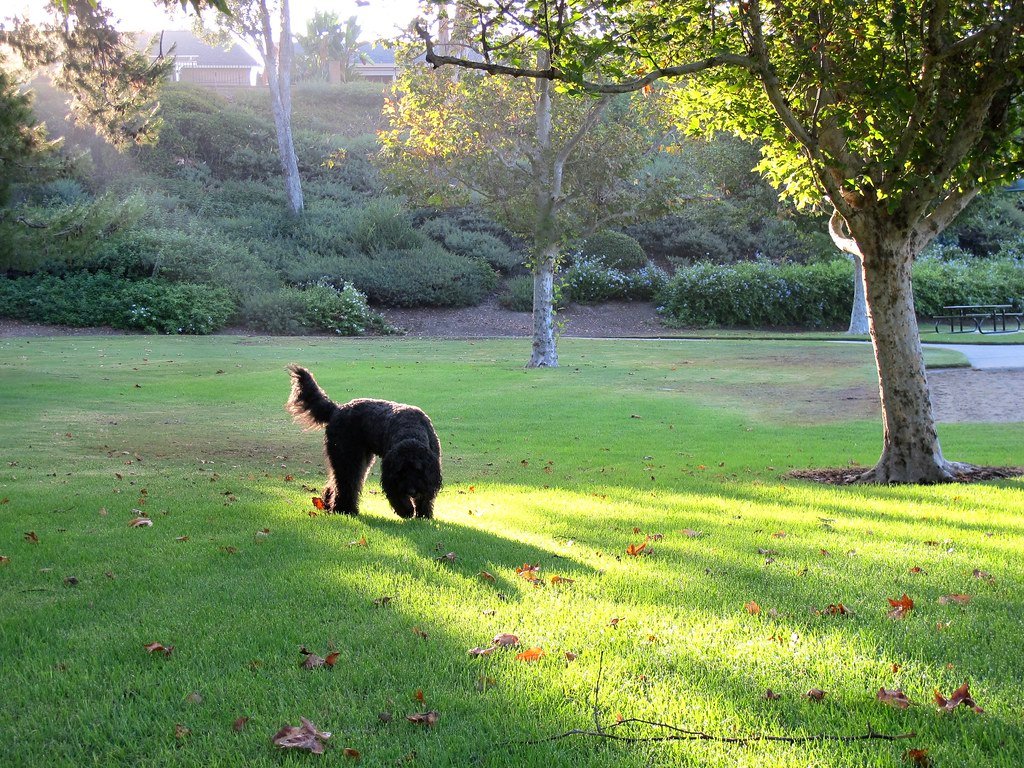 Alleviating Anxiety or Stress (image credits: flickr)