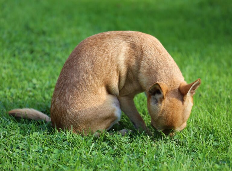 The Grass-Eating Mystery: 10 Theories Behind Your Dog’s Lawn Buffet Habit