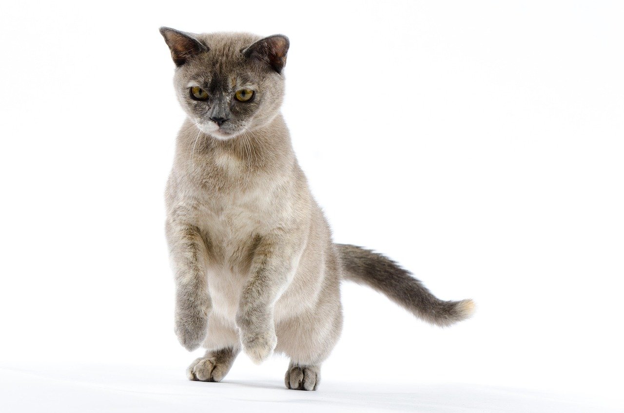 Burmese Cats – The Velcro Scholars (image credits: pixabay)