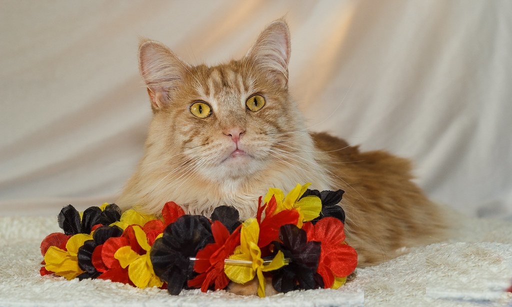 Maine Coon Cats – The Gentle Giant Geniuses (image credits: flickr)