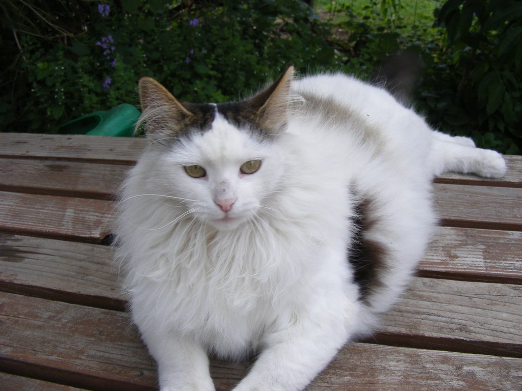 Turkish Angora – The Elegant Problem Solver (image credits: flickr)