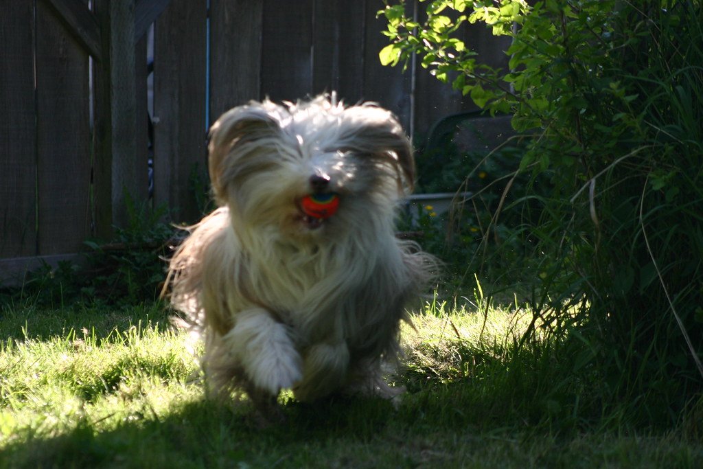 Energy Levels That Put Energizer Bunnies to Shame (image credits: flickr)