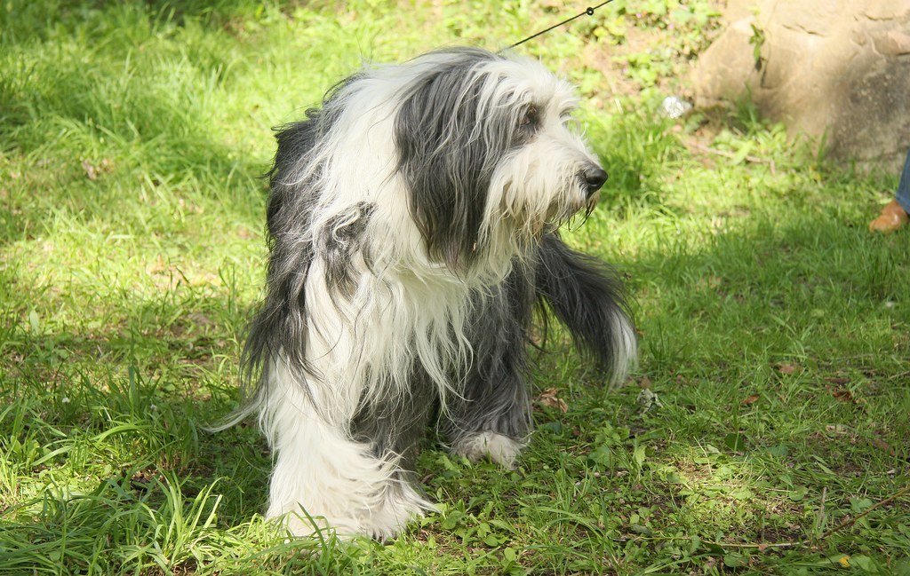 That Famous Shaggy Coat Requires Serious Commitment (image credits: flickr)