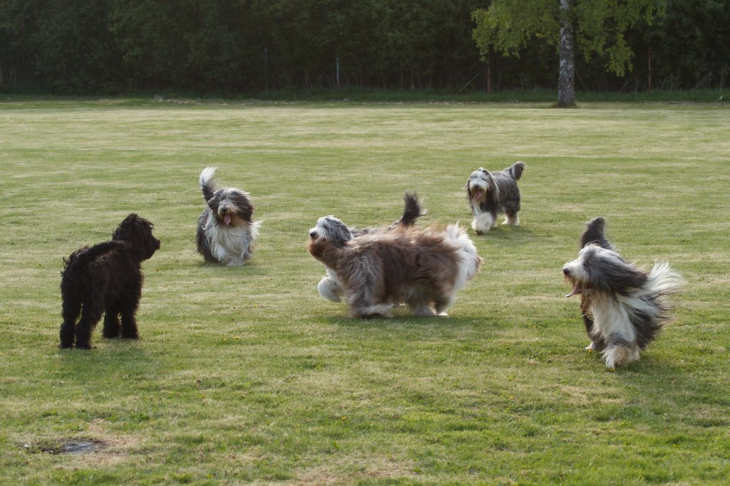 The Breed That Almost Vanished Into History (image credits: flickr)