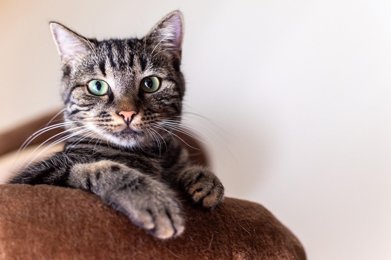 Slow Blinking: The Cat's Silent 