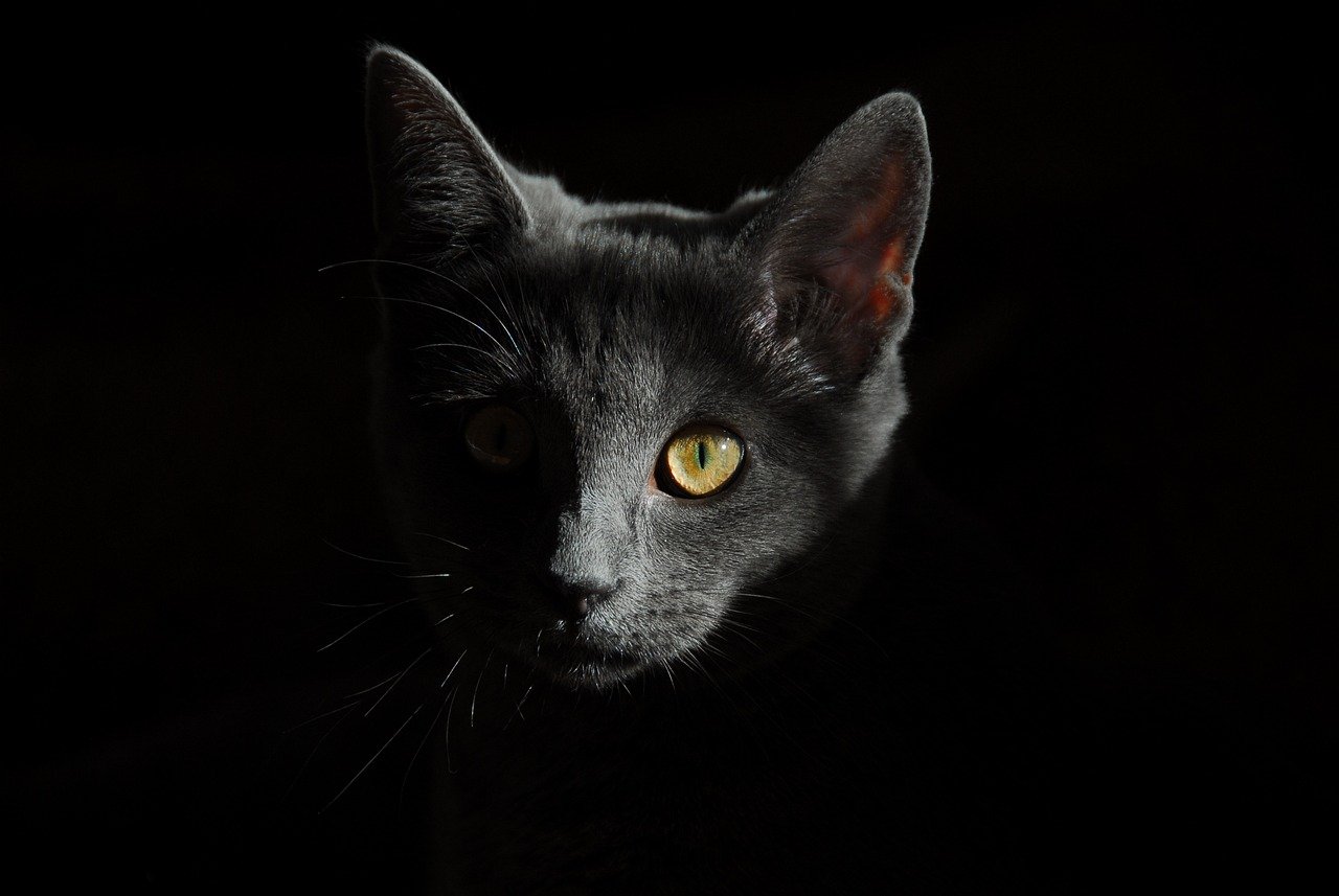 Following You Around: The Quiet Shadow (image credits: pixabay)