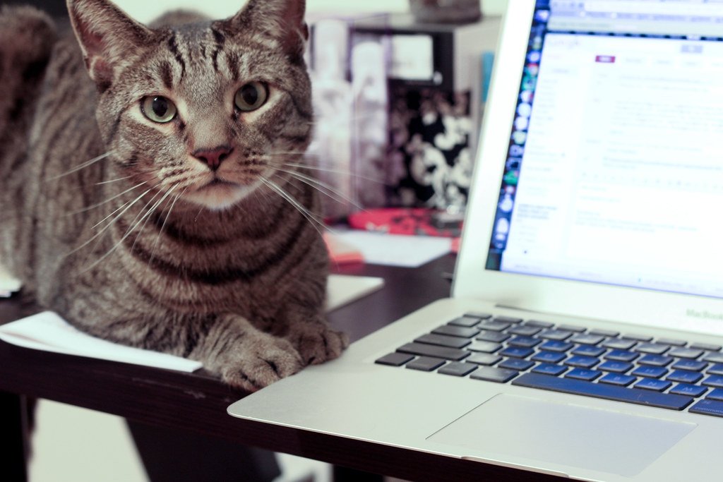 Chirping and Trilling: The Secret Cat Conversation (image credits: flickr)