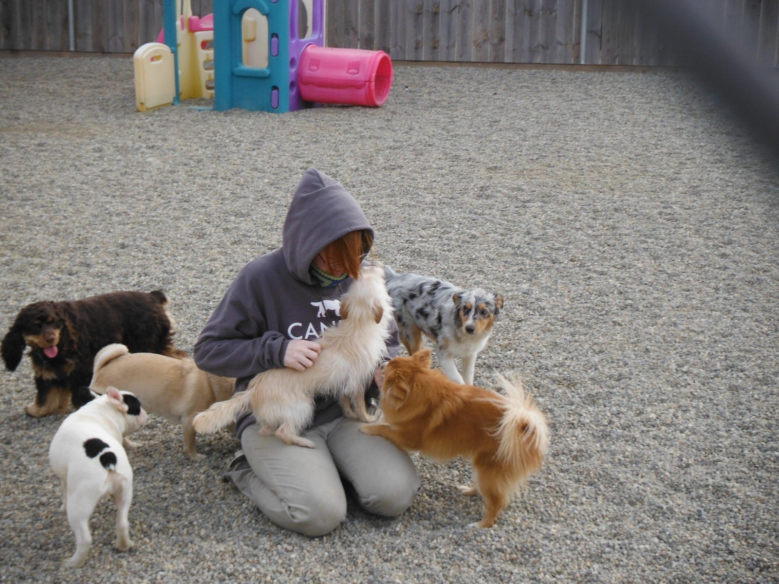 Understaffing: When One Person Watches 30+ Dogs (image credits: wikimedia)