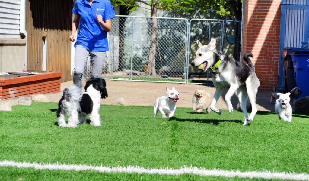 Red Flags Every Dog Owner Should Know