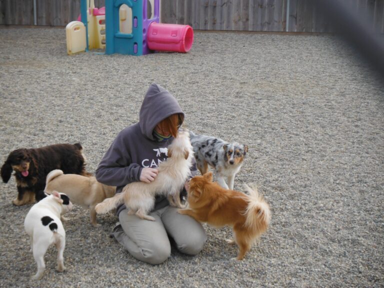 Why I Avoid Dog Daycare Now—And You Might Start Questioning It Too