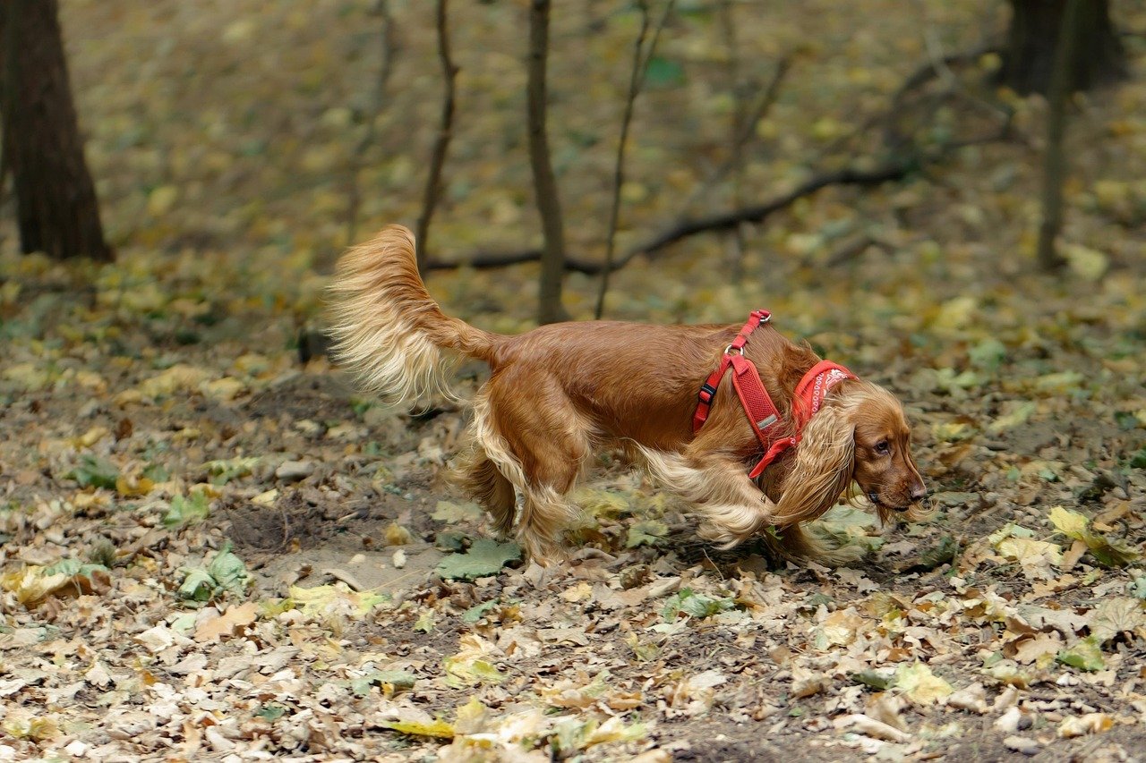 Your Dog's Instincts Become Their Worst Enemy (image credits: pixabay)