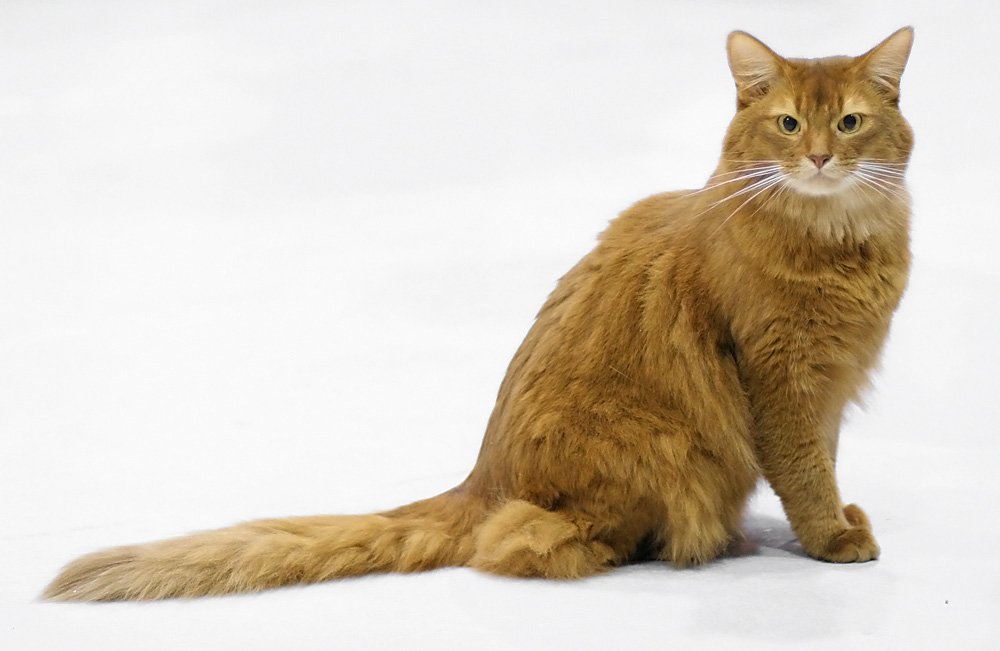 Everything You Need To Know About The Adaptable and Dog Friendly Somali Cat
