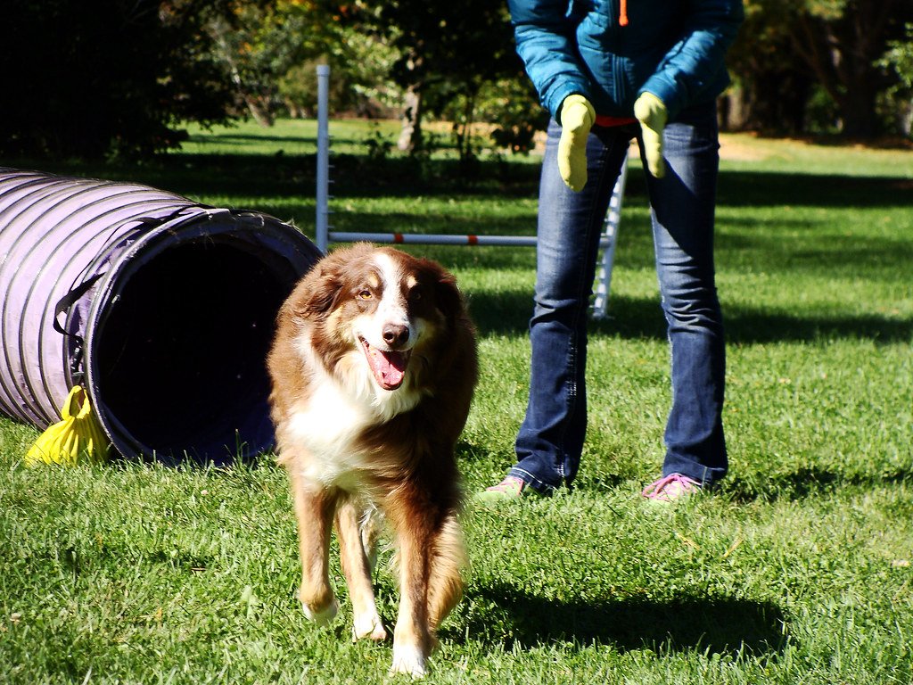 Unrivaled Work Ethic and Intelligence (image credits: flickr)