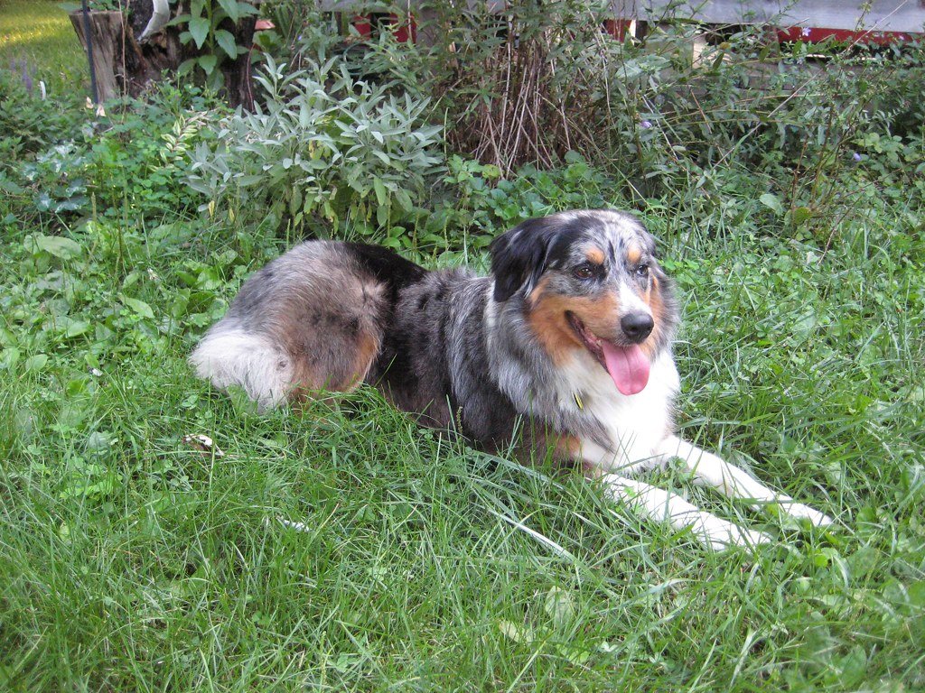 How The Australian Shepherd Came to be Regarded as An All American Dog