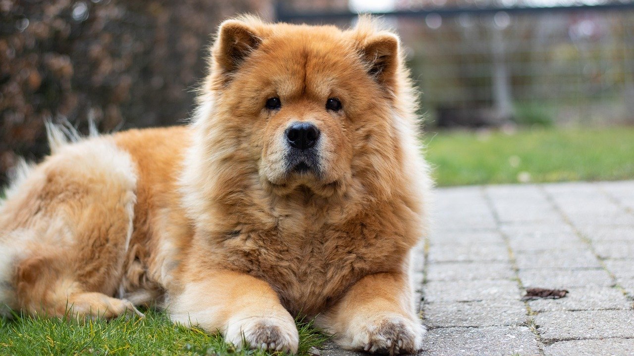 Chow Chows Are Stubbornly Independent (image credits: pixabay)