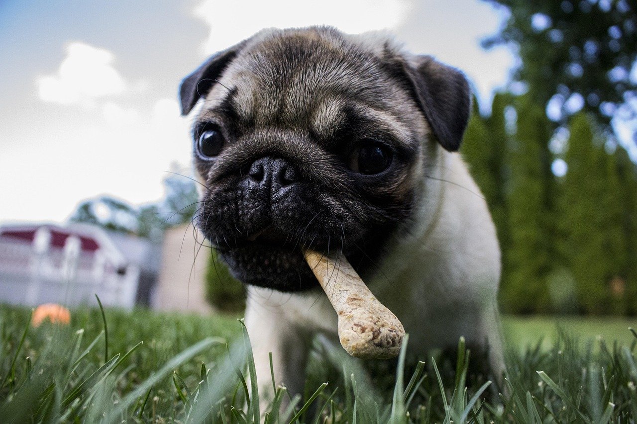 The Joys of Chewing: Why Dogs Love Rawhide (image credits: pixabay)