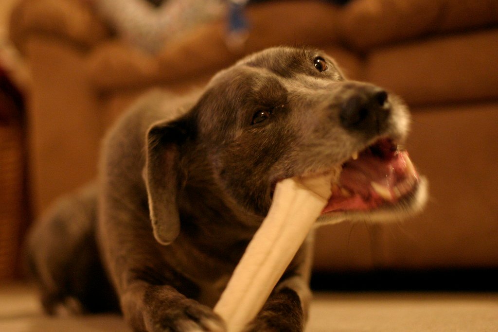 Potential Dental Benefits of Rawhide (image credits: flickr)
