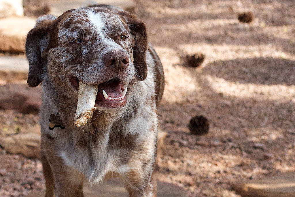 Choking Hazards and Blockages (image credits: flickr)