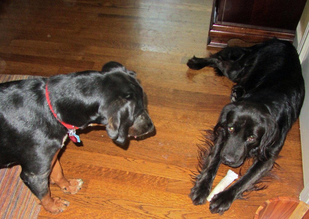 Digestibility: Can Dogs Break Down Rawhide? (image credits: flickr)