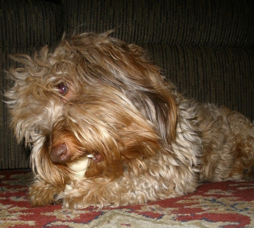 Signs Your Dog May Be Having Trouble With Rawhide (image credits: flickr)