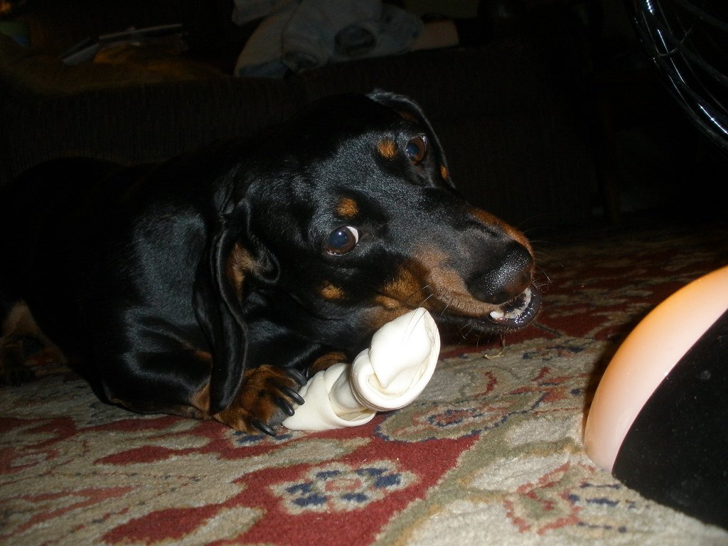 Talking To Your Vet: Personalized Advice Matters (image credits: flickr)