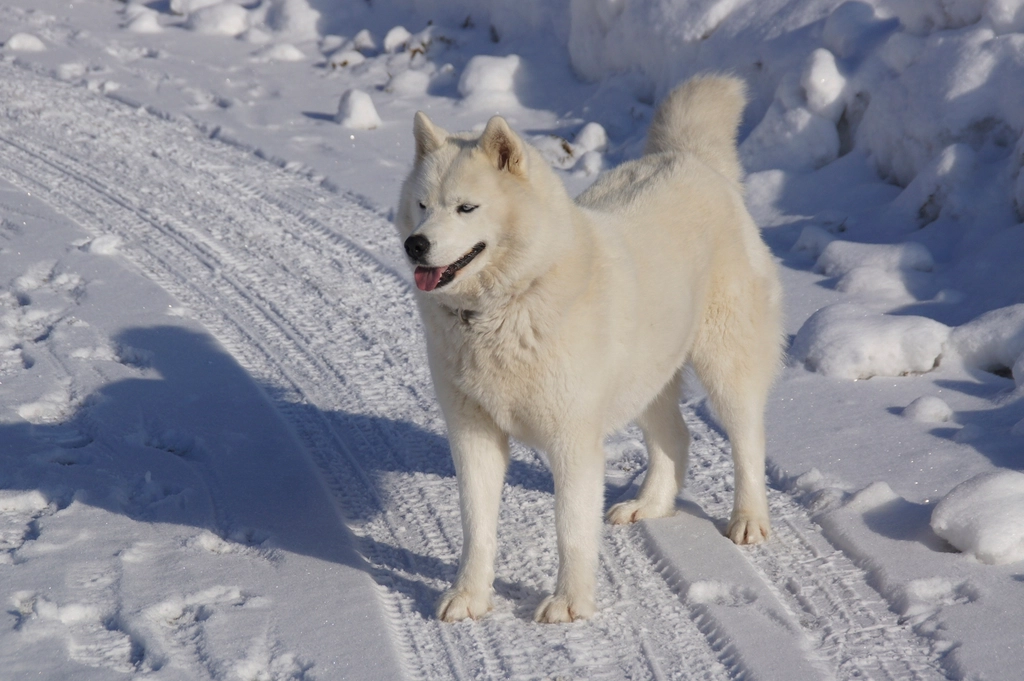 Snowshoeing With Huskies Strengthens Bonds (image credits: rawpixel)