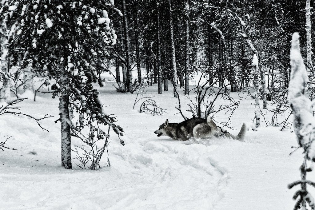 They Add a Sense of Adventure and Spontaneity (image credits: flickr)