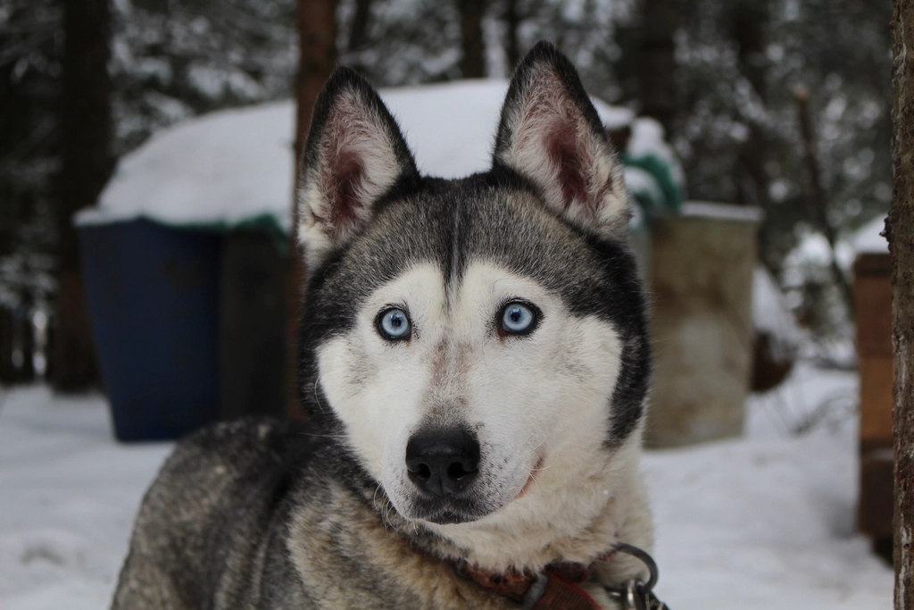 Huskies Make Winter Accessible for All Ages (image credits: rawpixel)