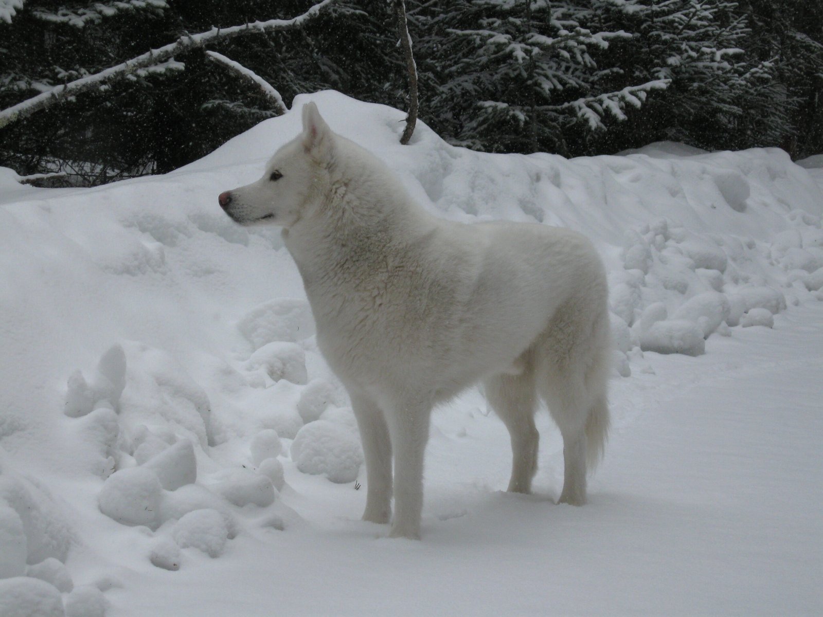 Huskies Drive Local Tourism and Adventure (image credits: wikimedia)