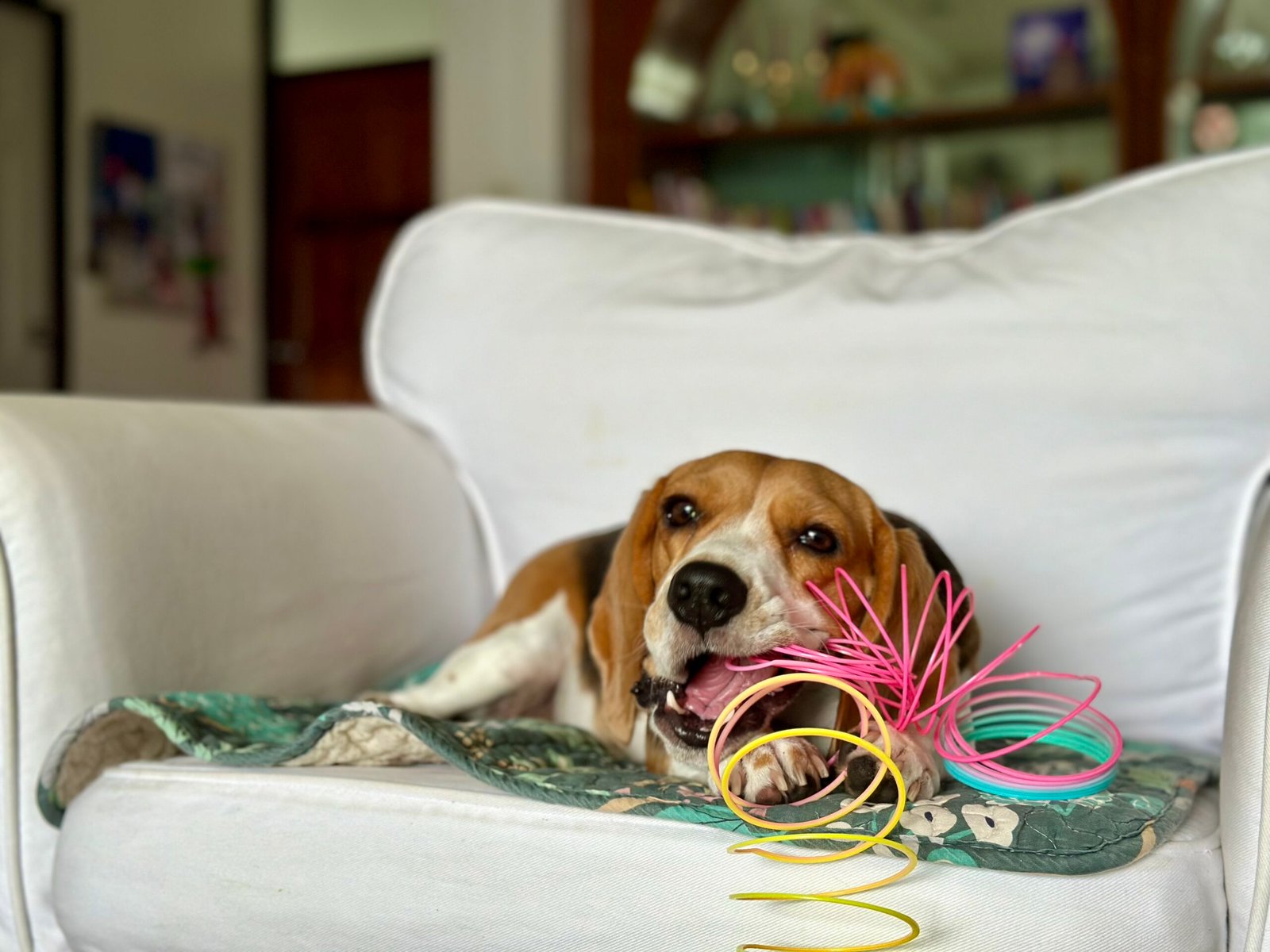 Understanding Why Dogs Chew (image credits: wikimedia)