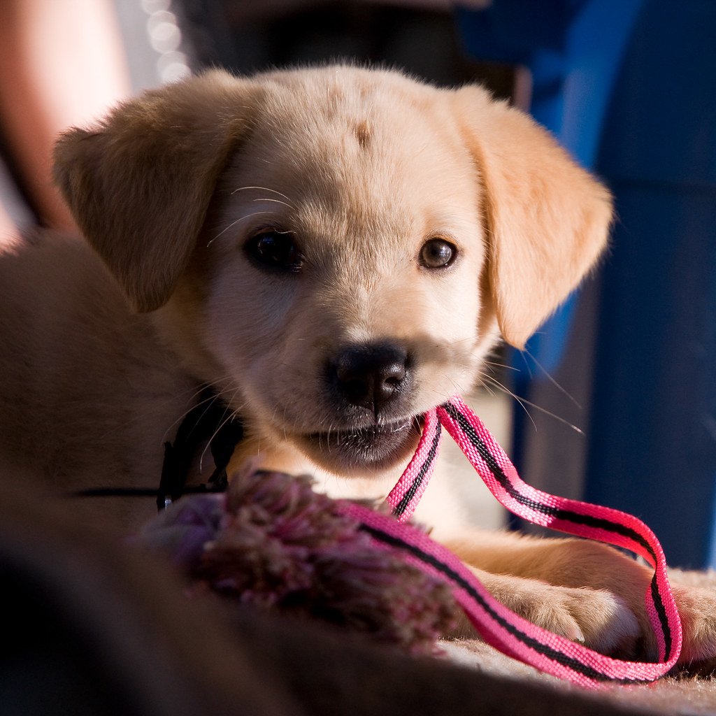 Puppy Teething Troubles (image credits: flickr)