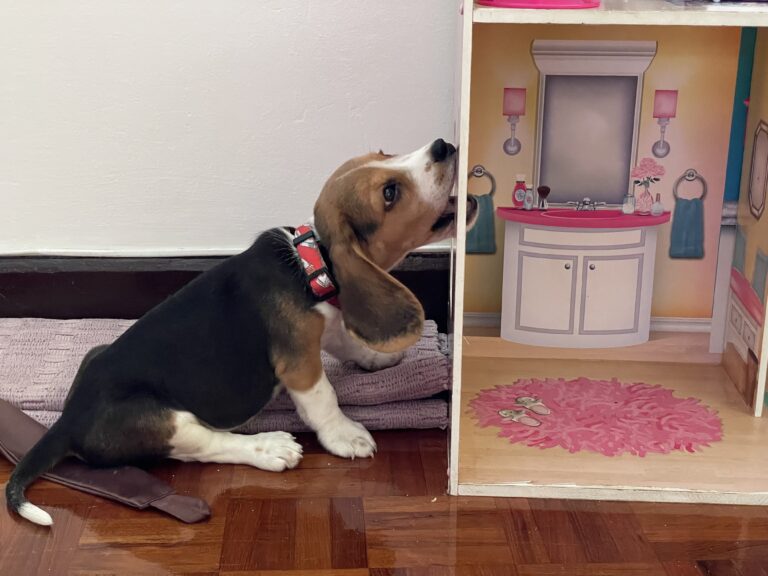 How To Stop Your Dog Chewing The Furniture