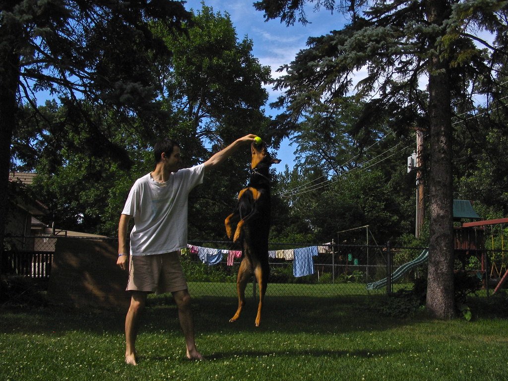 6. Jumping Up on People (image credits: flickr)