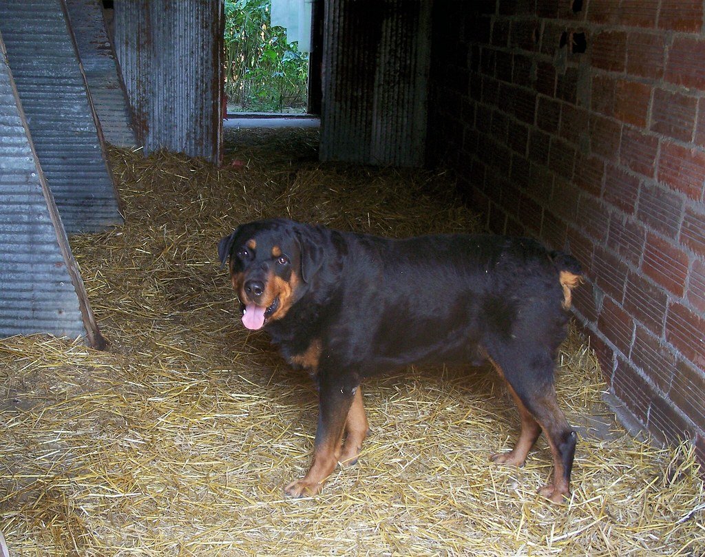 9. Chasing Small Animals (image credits: flickr)