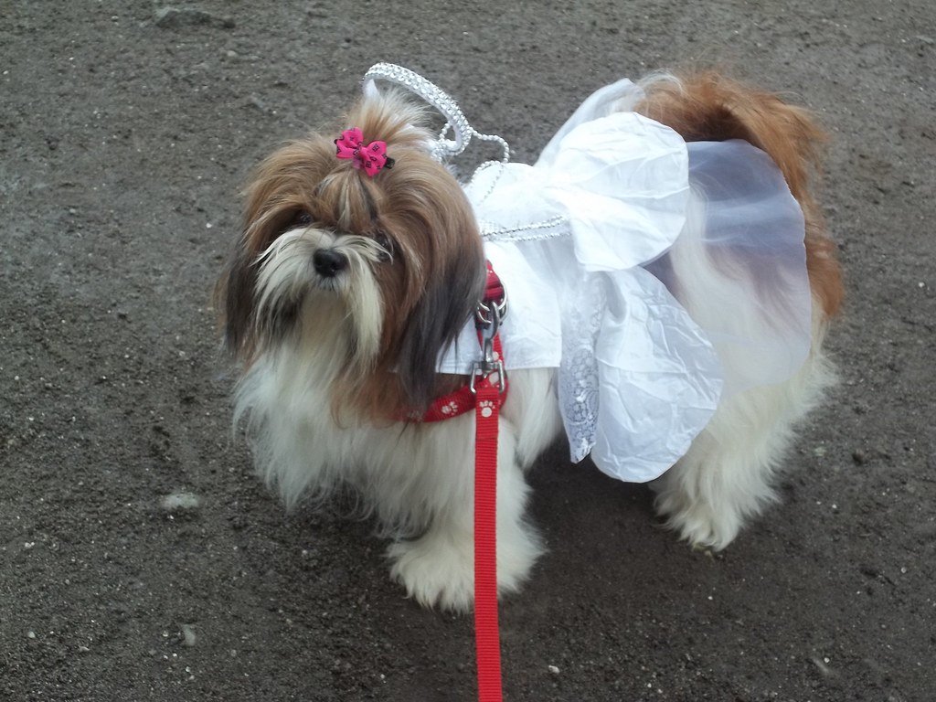 Easy to Train and Eager to Please (image credits: flickr)