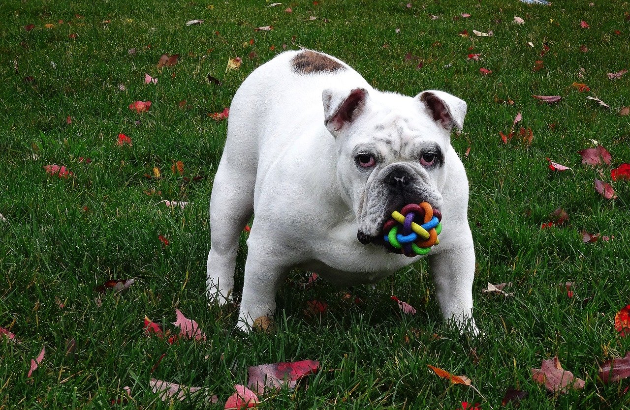 They Share Their Favorite Toys With You (image credits: pixabay)