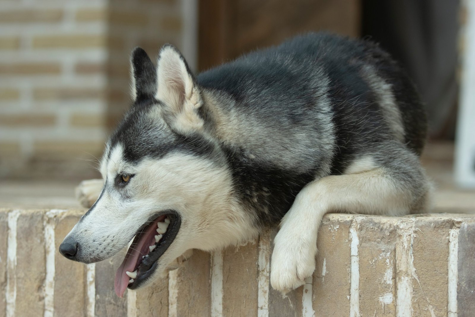 A Fluffy Coat With a Catch: Shedding and Grooming (image credits: wikimedia)