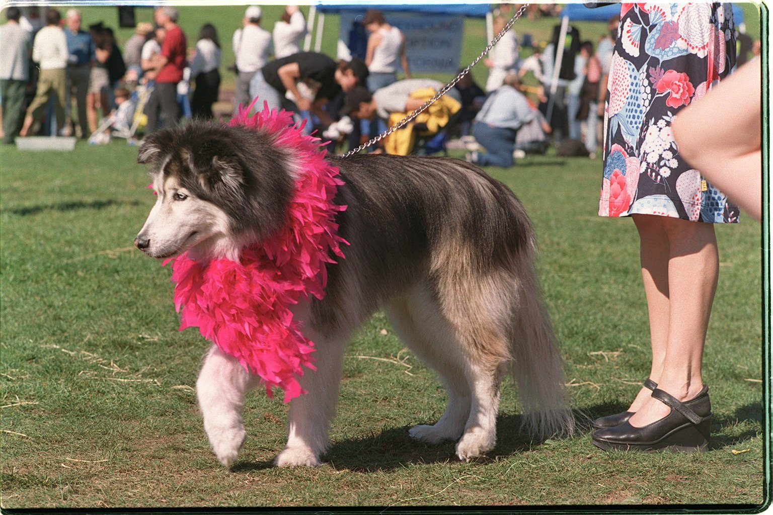 Health and Wellness: What Every Husky Parent Should Know (image credits: wikimedia)