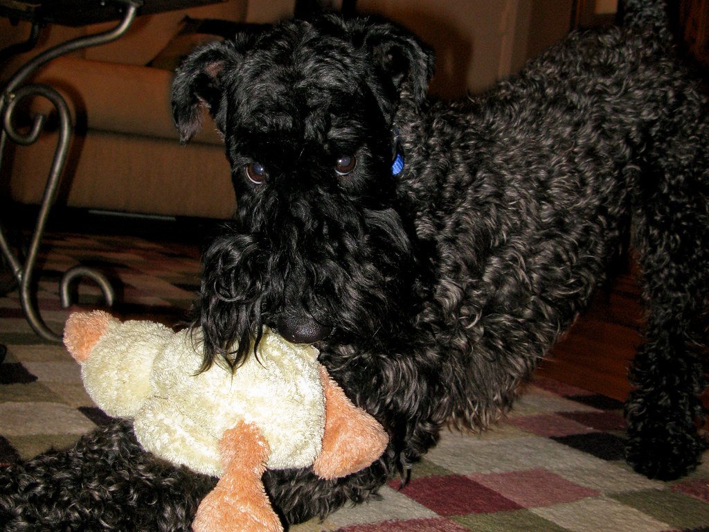 Kerry Blue Terrier: Unique Looks, Unmatched Cleanliness (image credits: flickr)