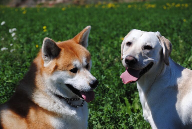 8 Things To Know Before Bringing an American Akita into Your Home