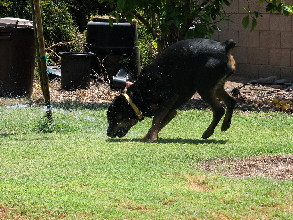 Exercise Is Not Optional—It’s Essential (image credits: flickr)