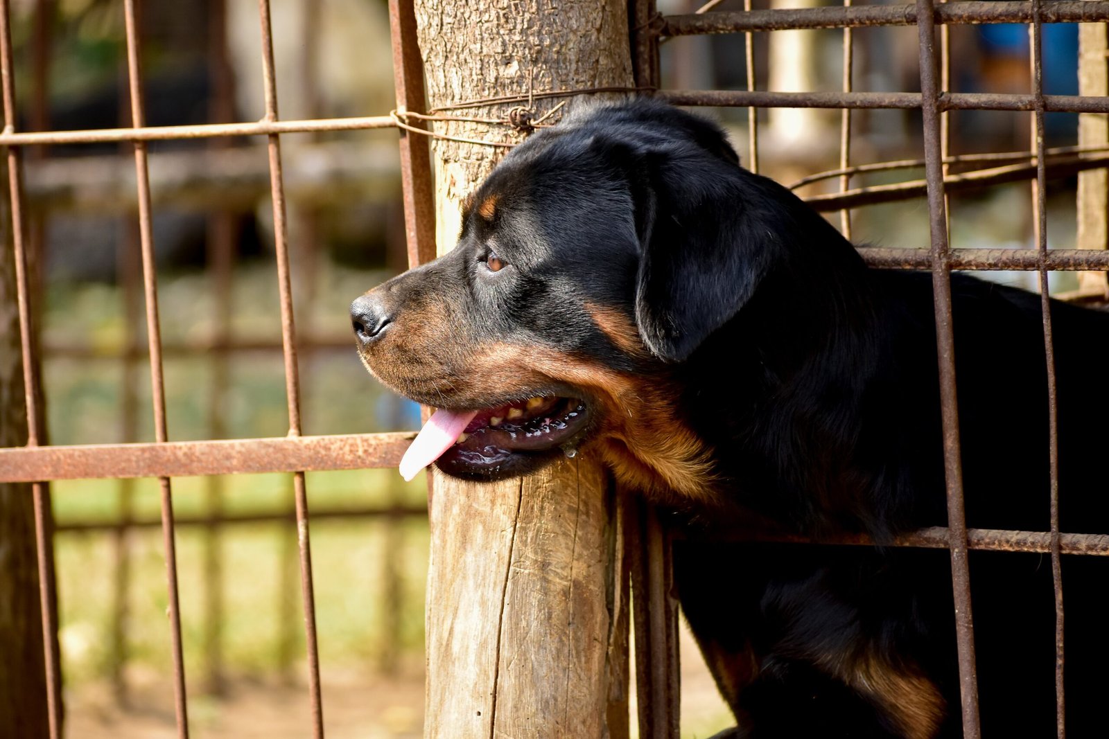 Rottweilers Are Natural Family Dogs—With Supervision (image credits: wikimedia)
