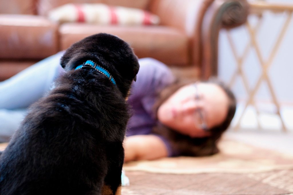 They Thrive on Human Company, Not Solitude (image credits: flickr)