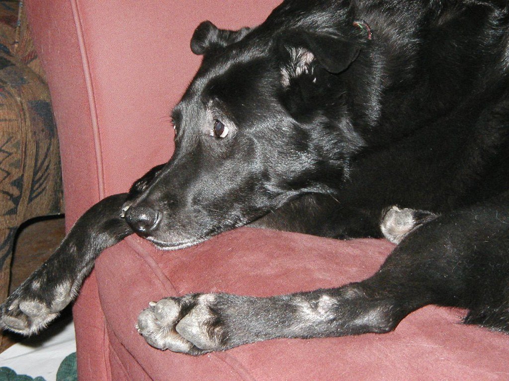 Allergies: The Sneaky Culprit (image credits: flickr)